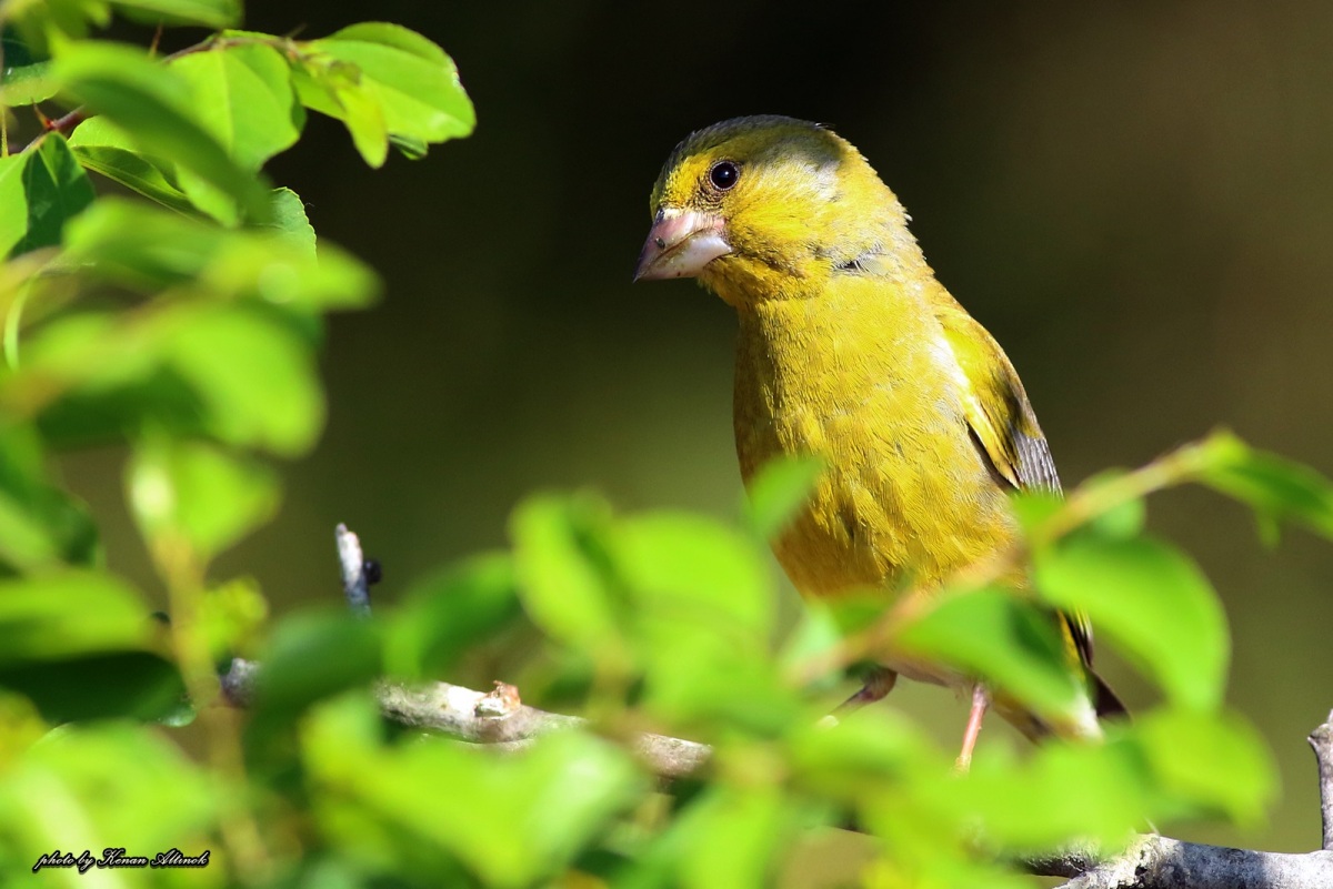 European Greenfinch