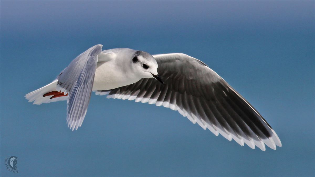 Little Gull