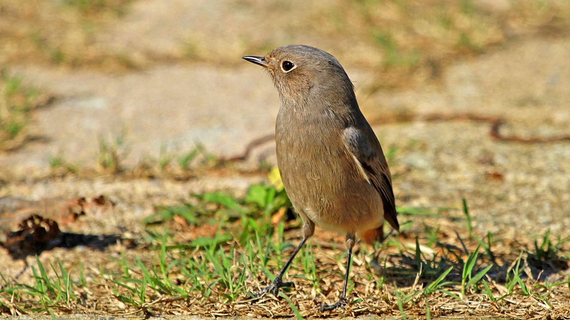 Kara Kızılkuyruk