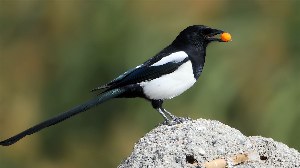 Saksağan