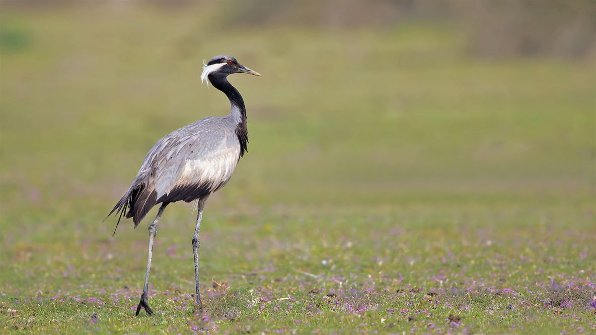 Demoiselle Crane