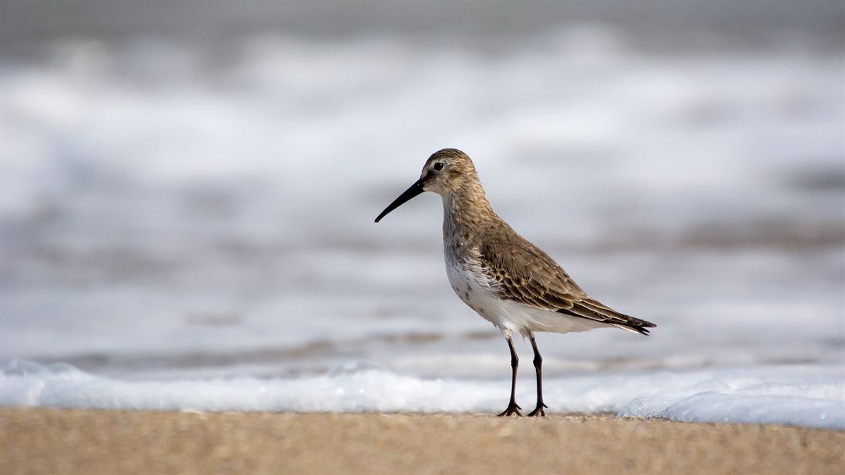 Dunlin