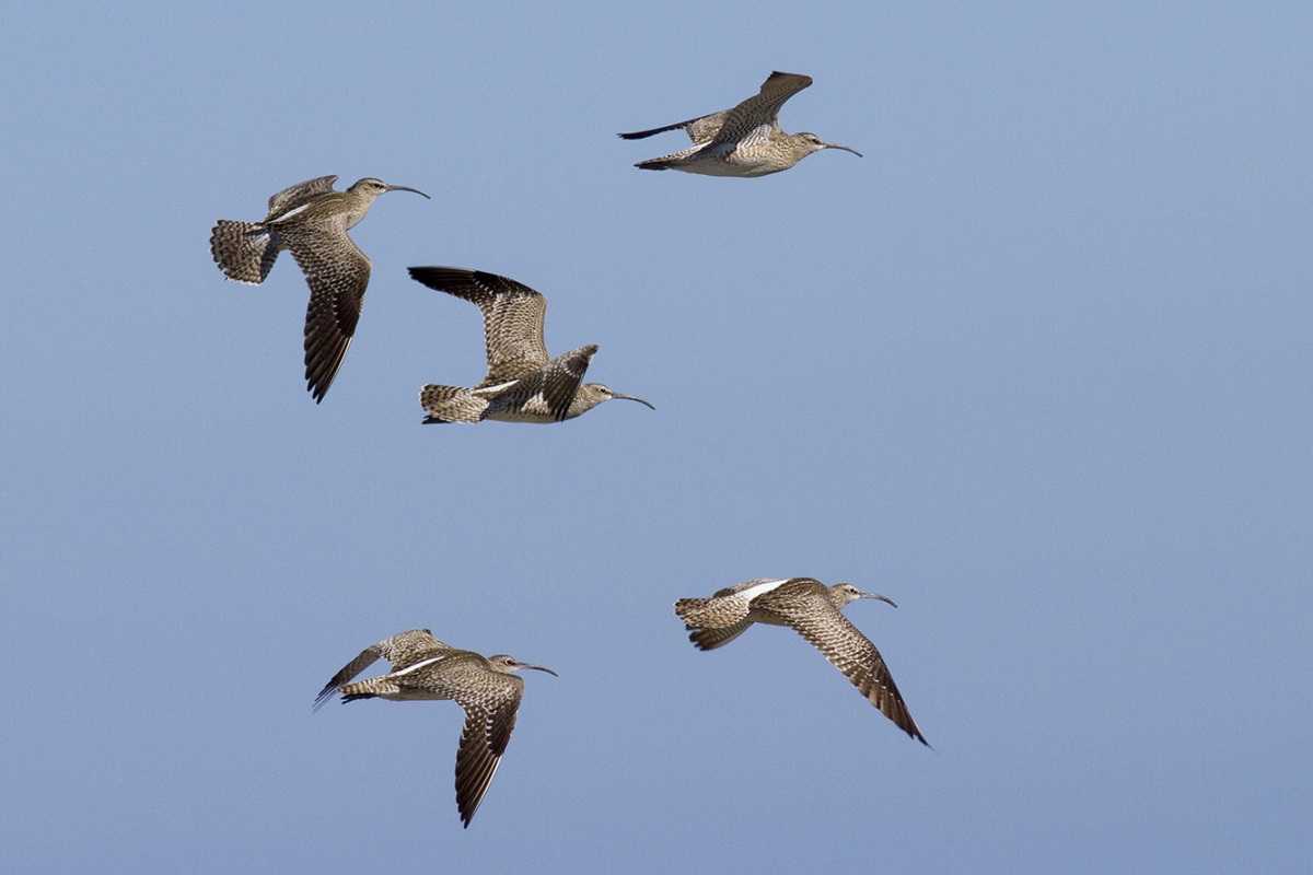 Eurasian Whimbrel