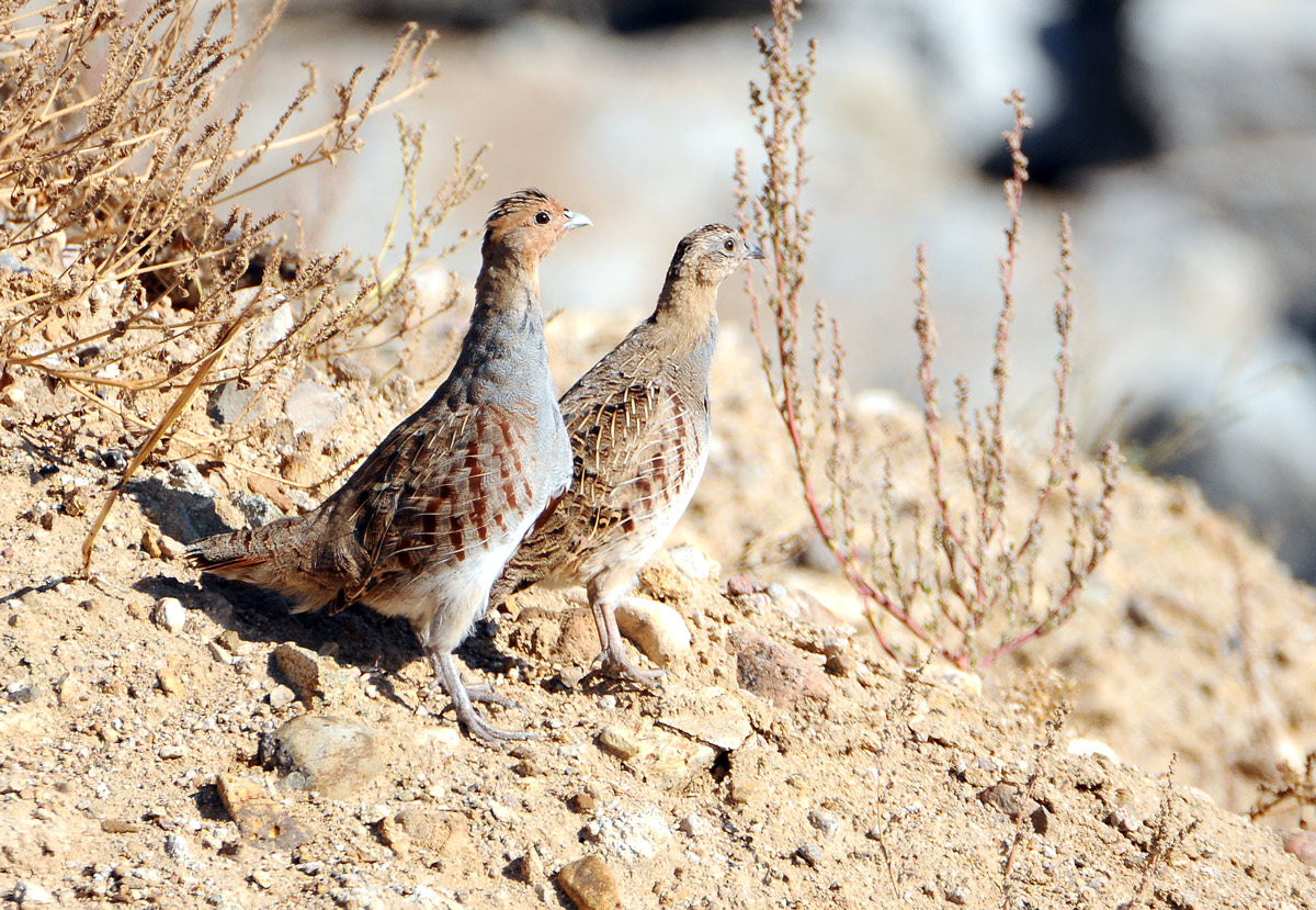 Grey Partridge