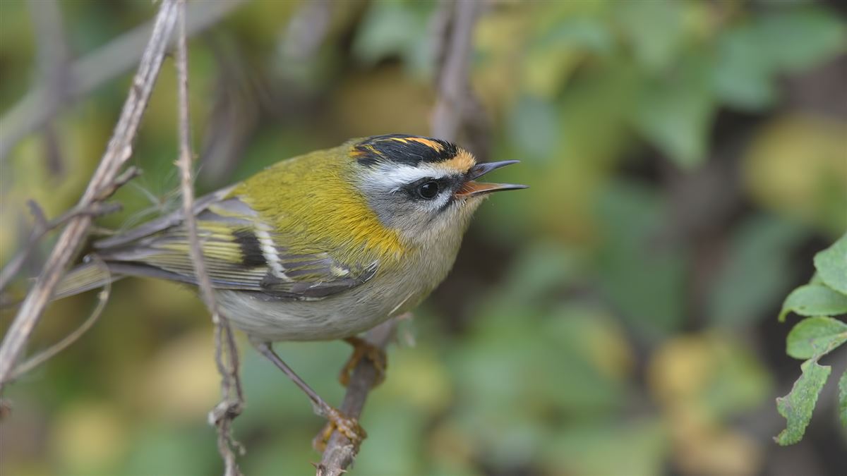 Common Firecrest