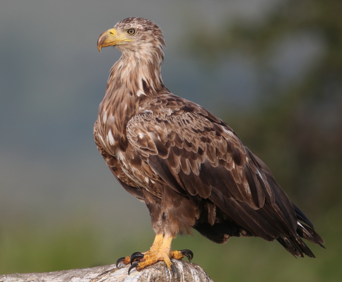 White-tailed Eagle