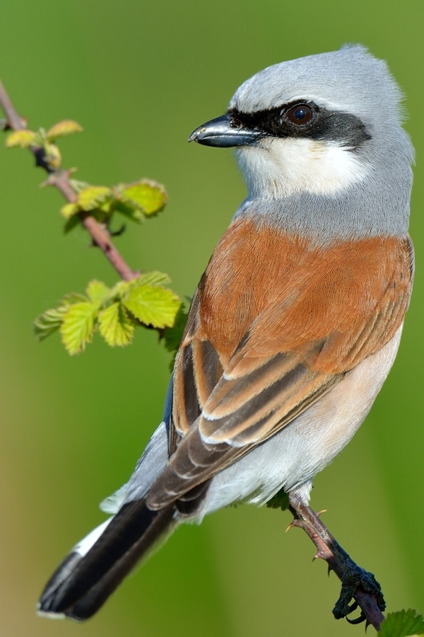 Red-backed Shrike