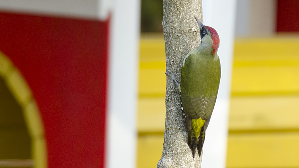 European Green Woodpecker