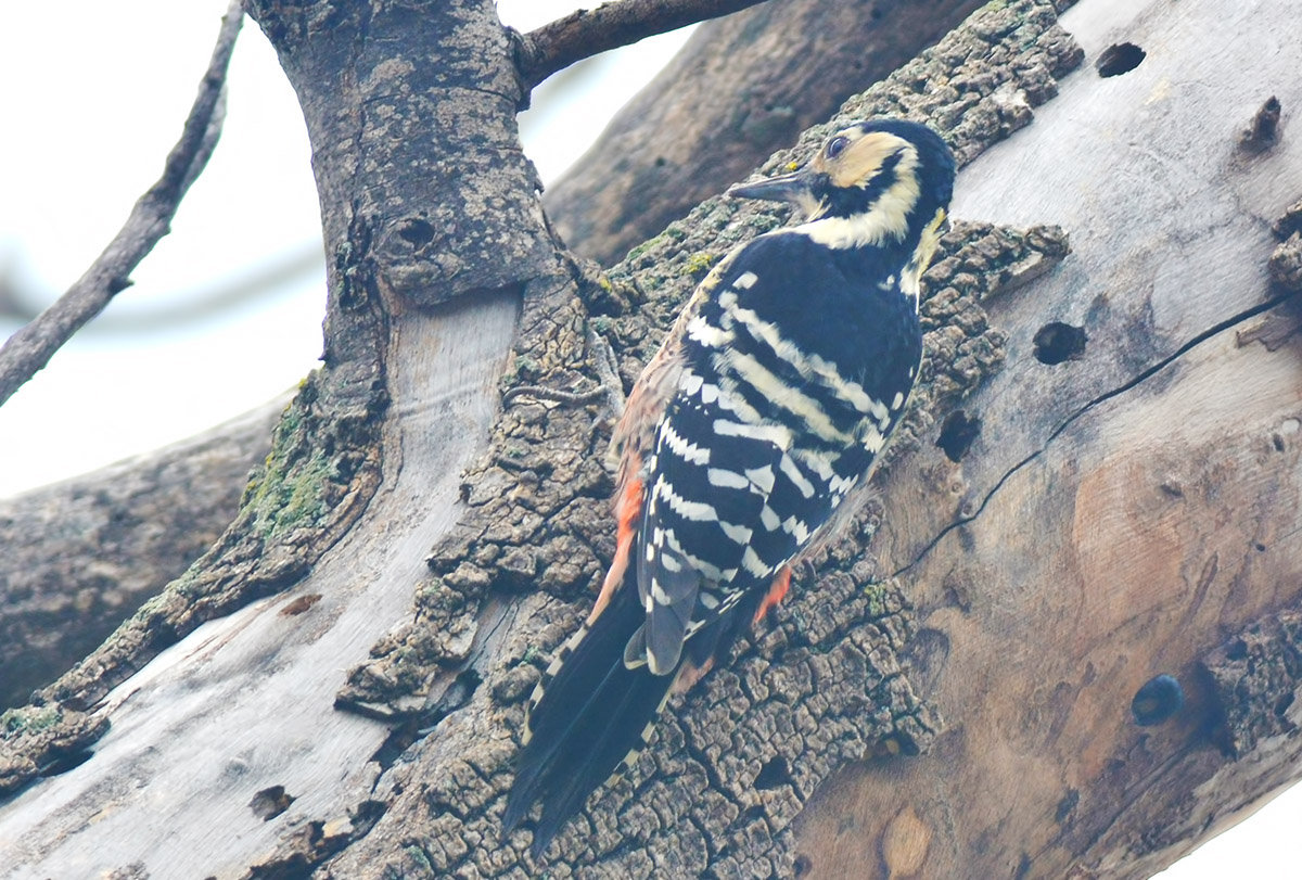 White-backed Woodpecker