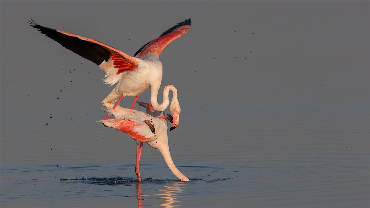 Flamingo