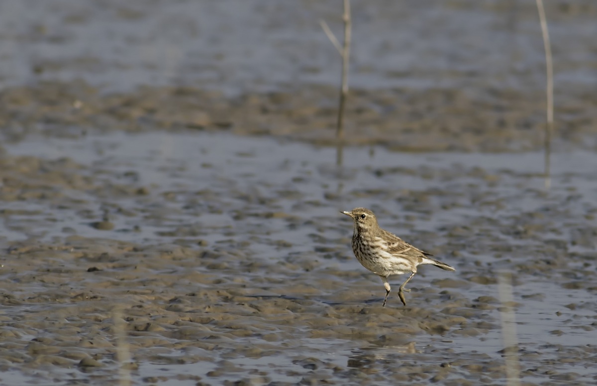 Water Pipit
