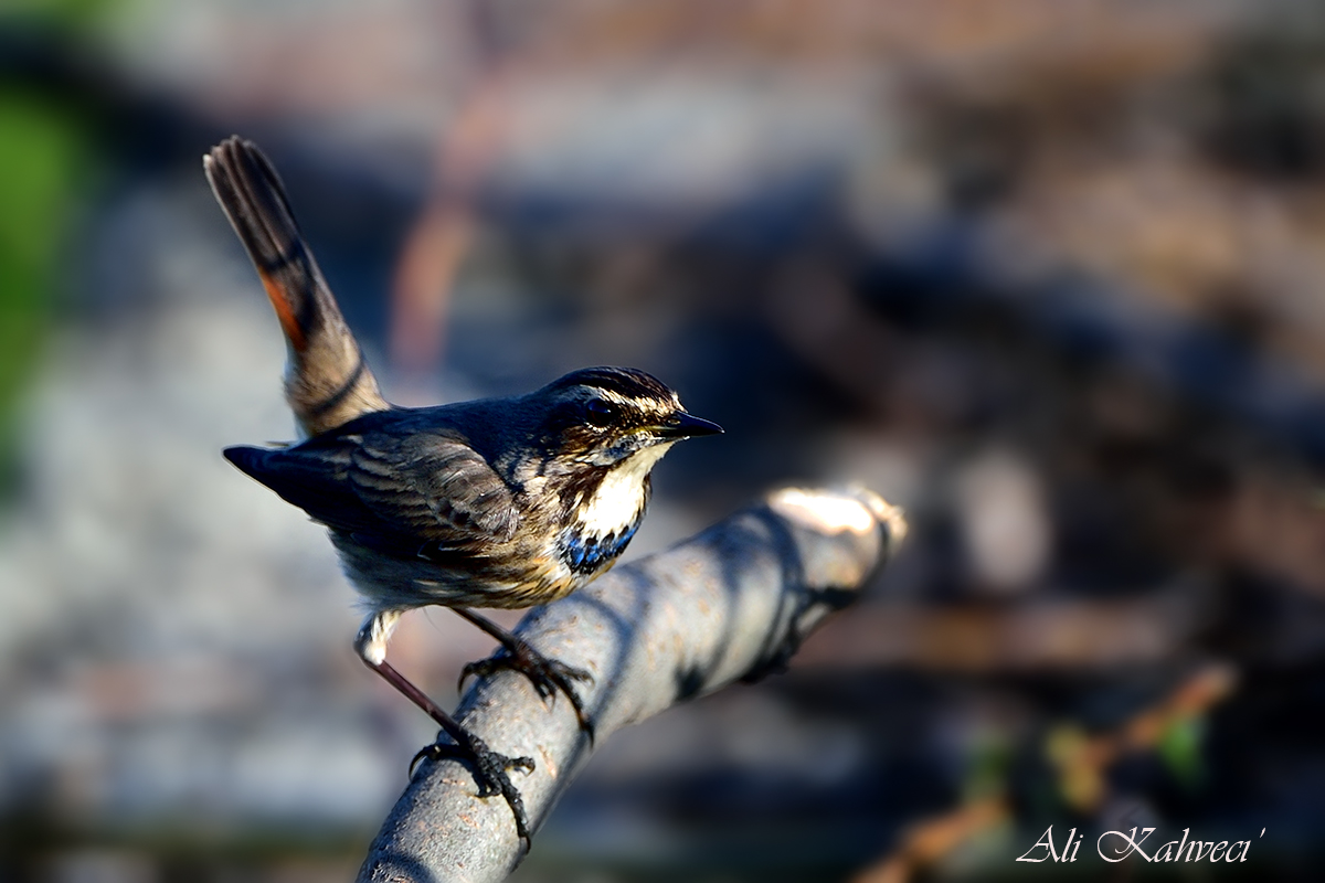 Bluethroat