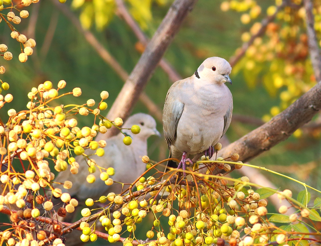 Eurasian Collared Dove