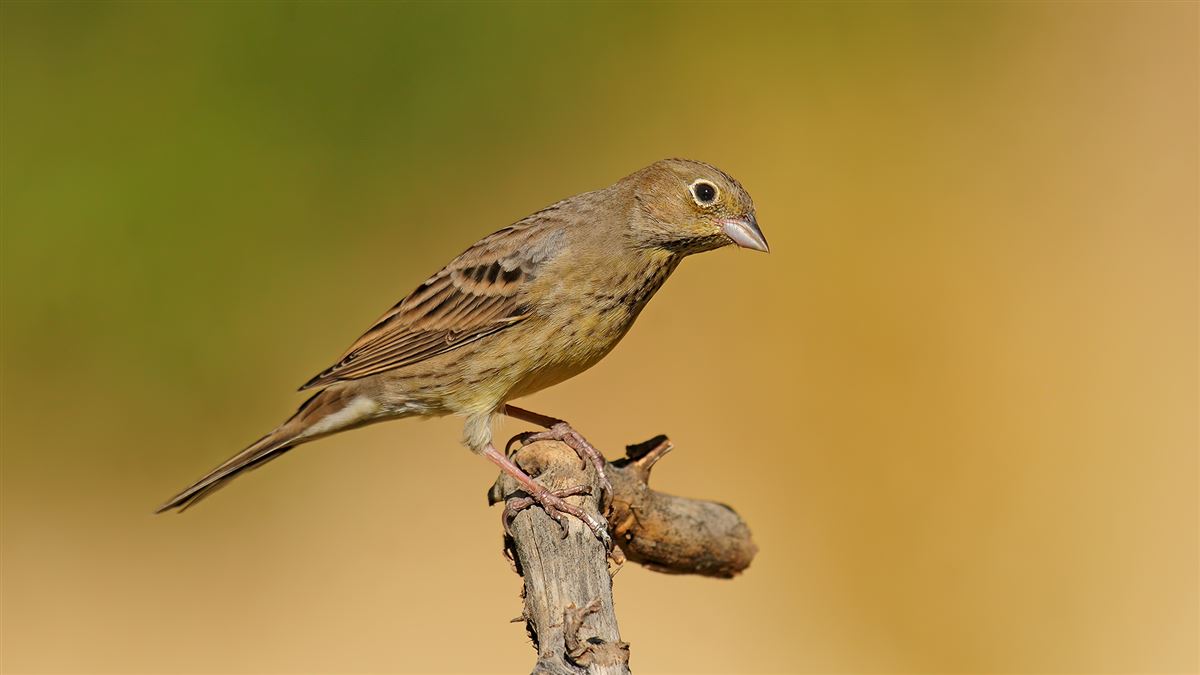 Rock Bunting