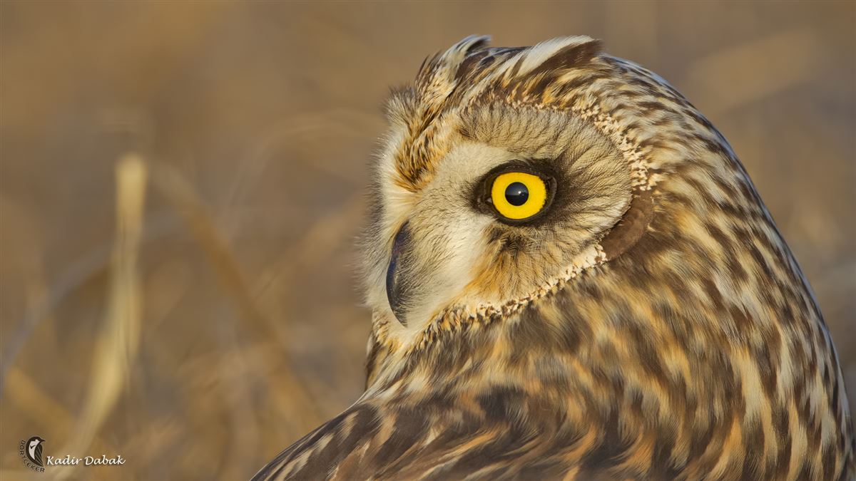 Short-eared Owl