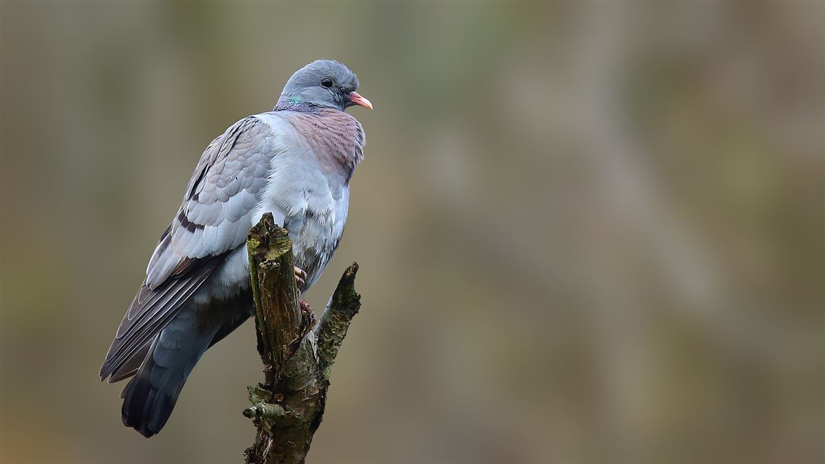 Stock Dove