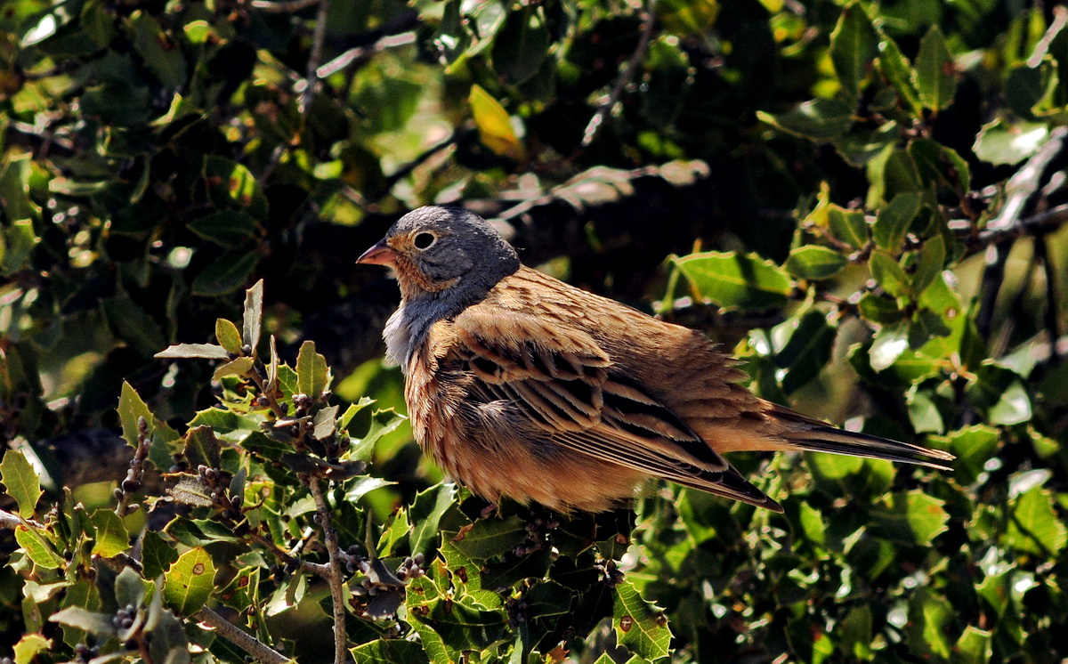 Cretzschmar`s Bunting