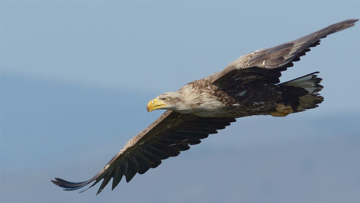Akkuyruklu Kartal