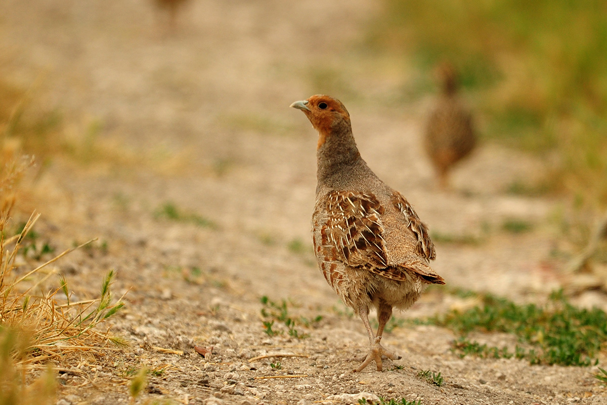 Grey Partridge