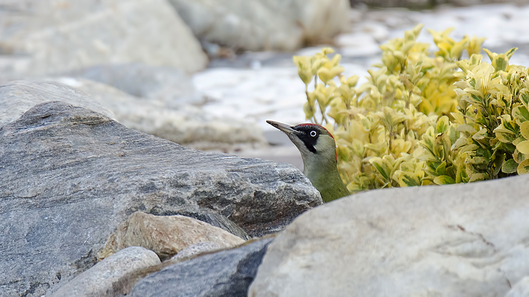 European Green Woodpecker