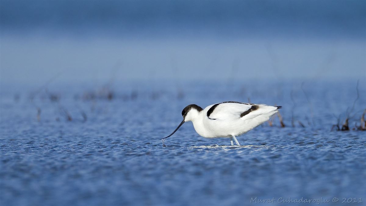 Pied Avocet