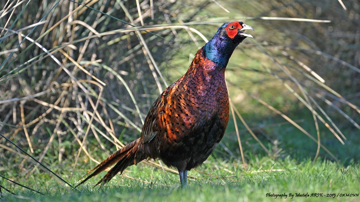Common Pheasant
