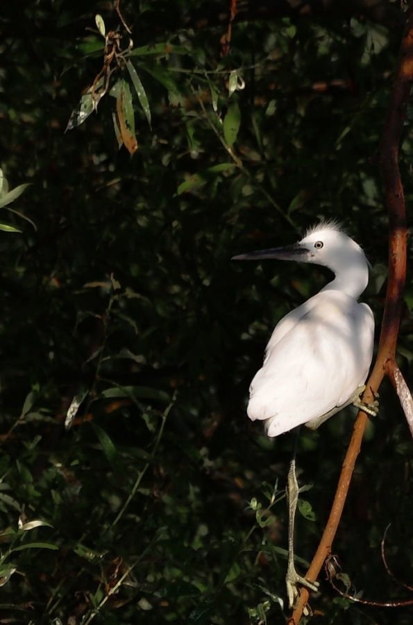 Little Egret