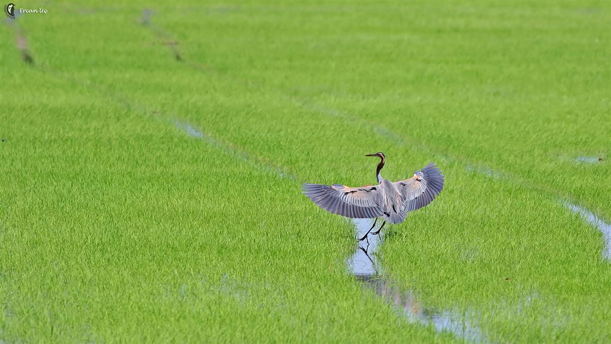 Purple Heron
