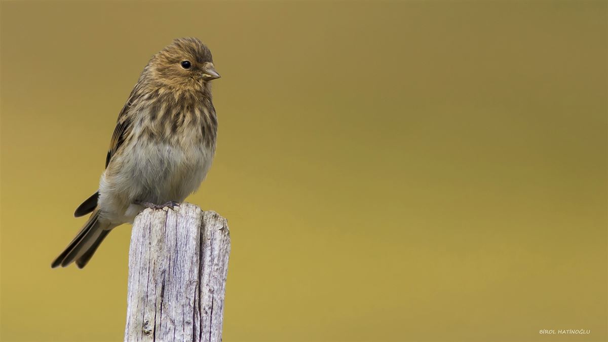 Twite