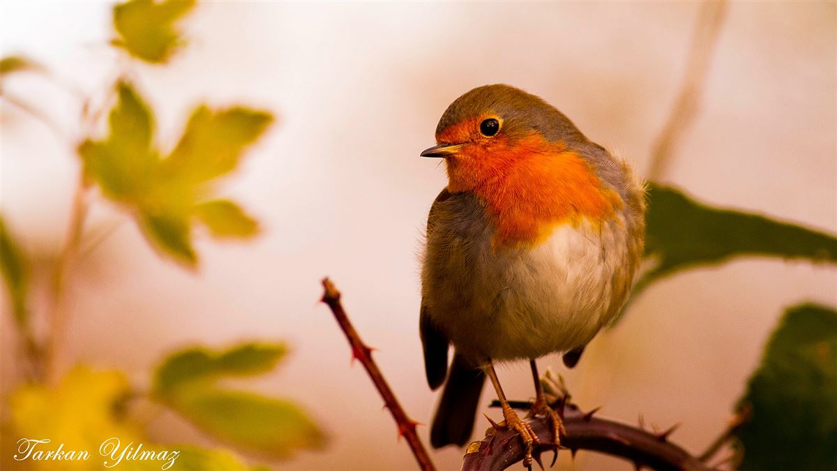 European Robin