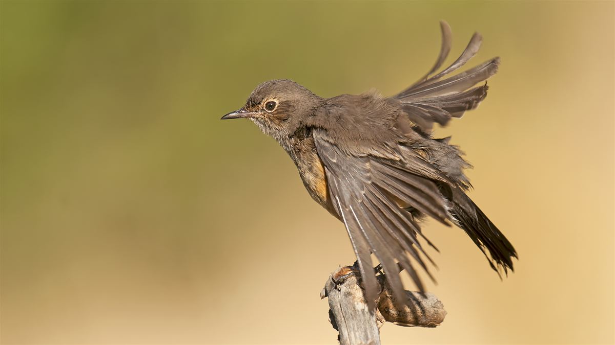 White-throated Robin