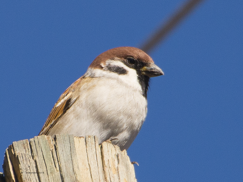 Eurasian Tree Sparrow