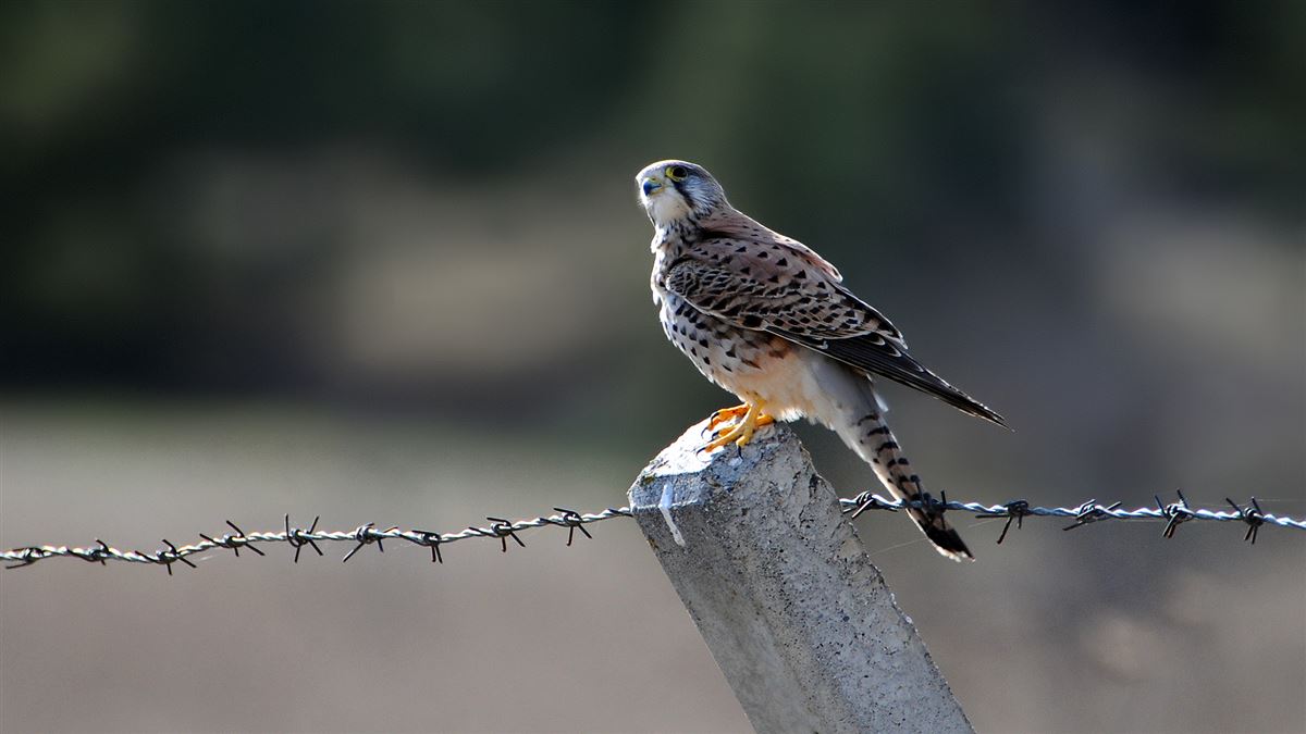 Common Kestrel
