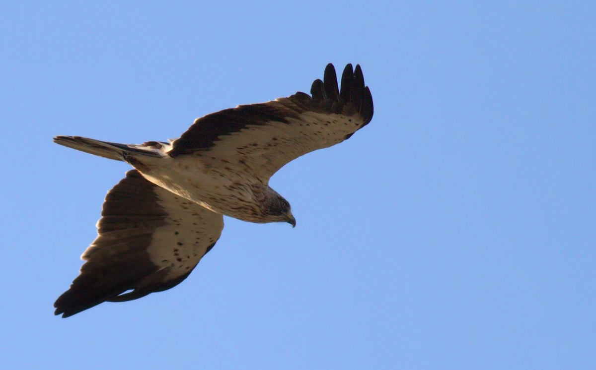 Booted Eagle