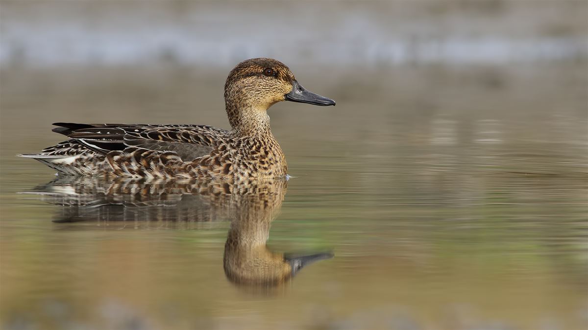 Eurasian Teal