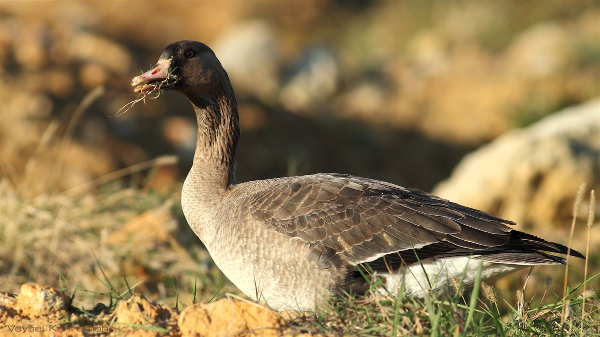 Greater White-fronted Goose