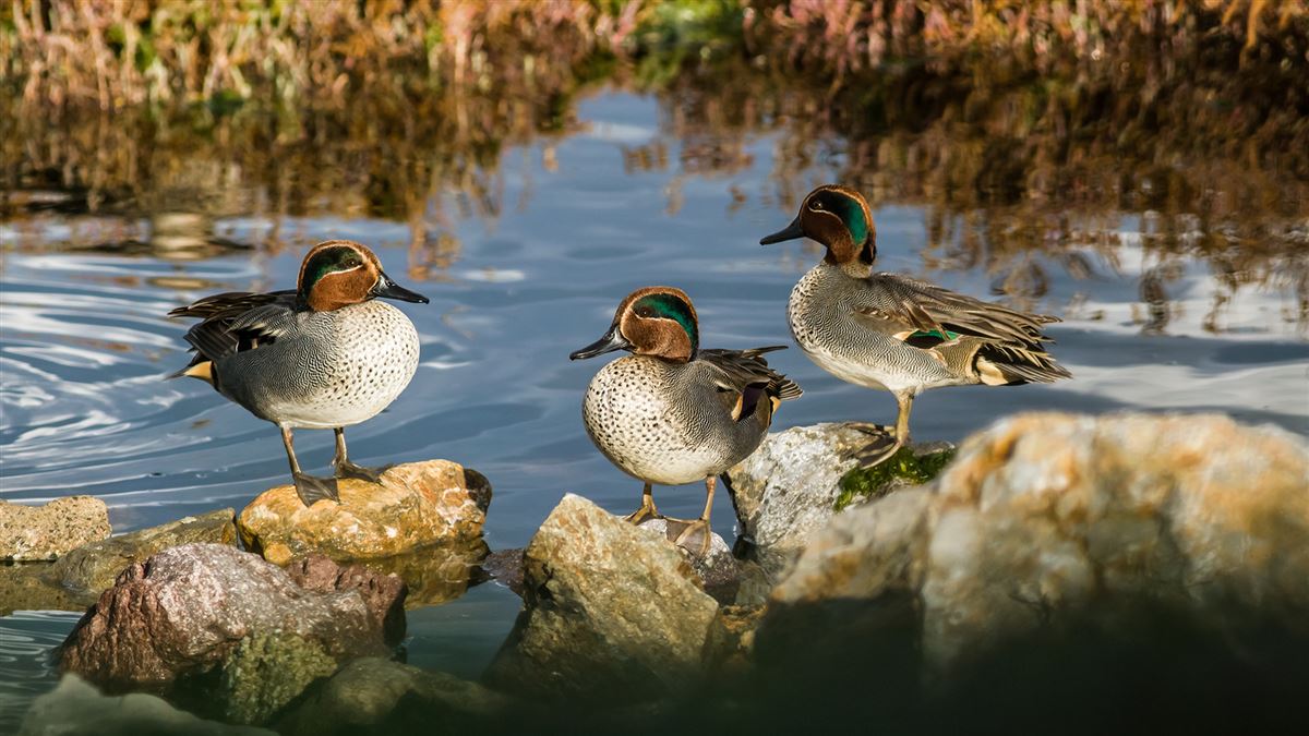 Eurasian Teal