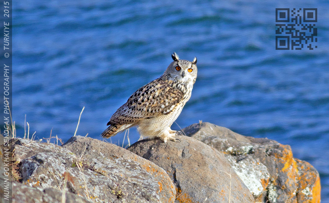Eurasian Eagle-Owl