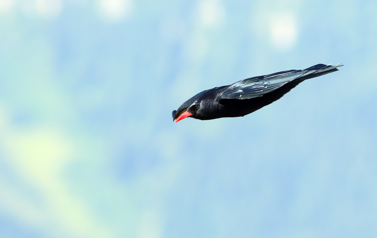 Red-billed Chough