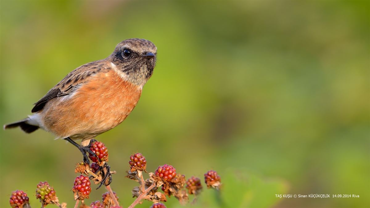 European Stonechat