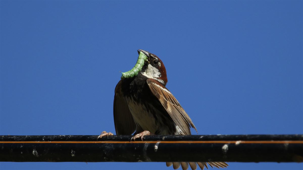 Söğüt Serçesi
