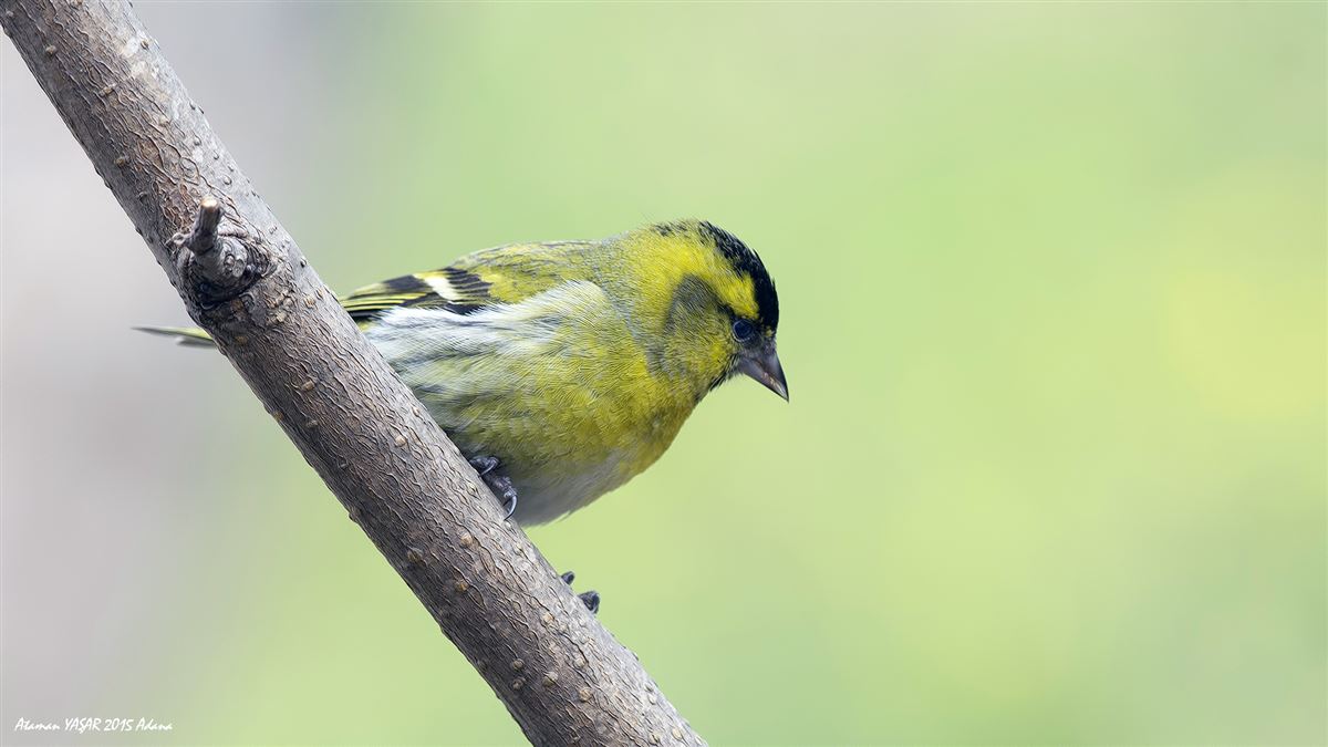 Karabaşlı İskete