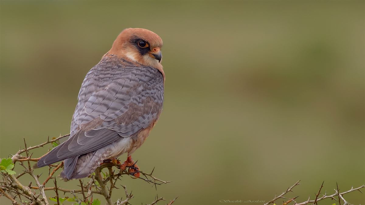 Red-footed Falcon