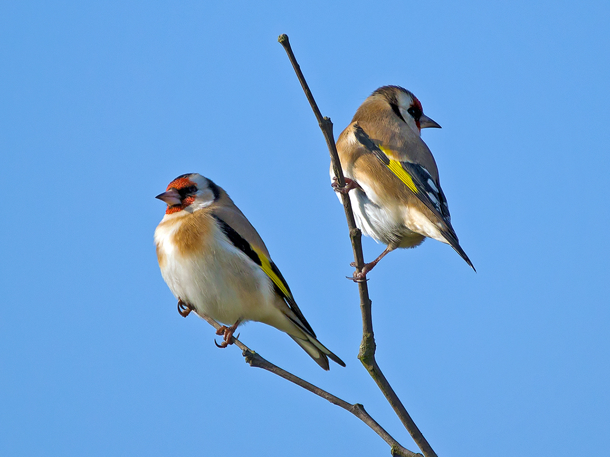 European Goldfinch