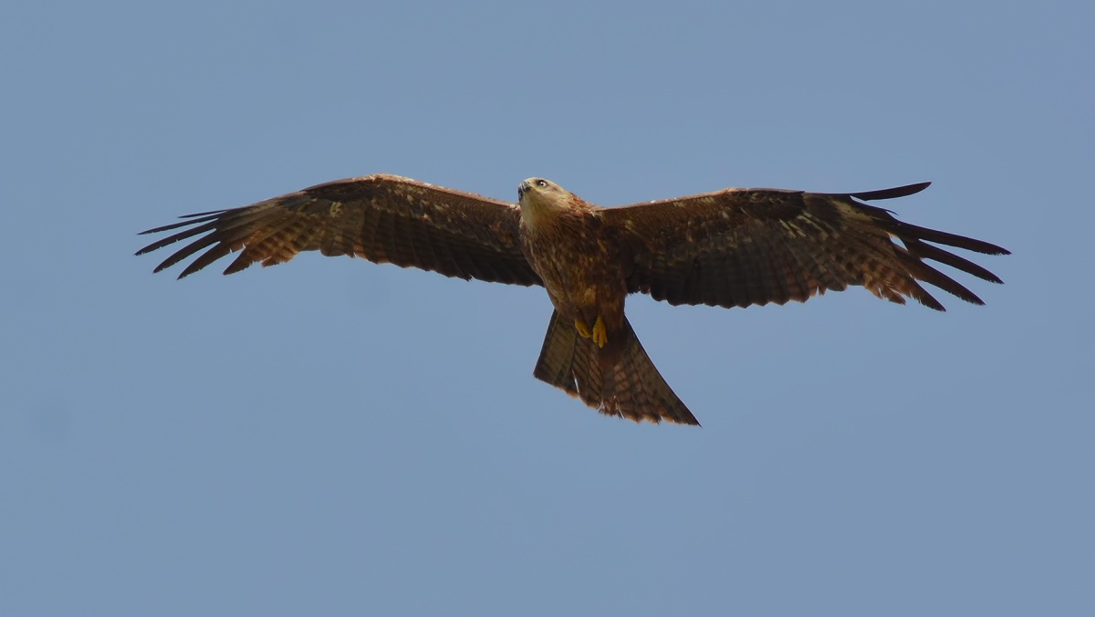 Black Kite