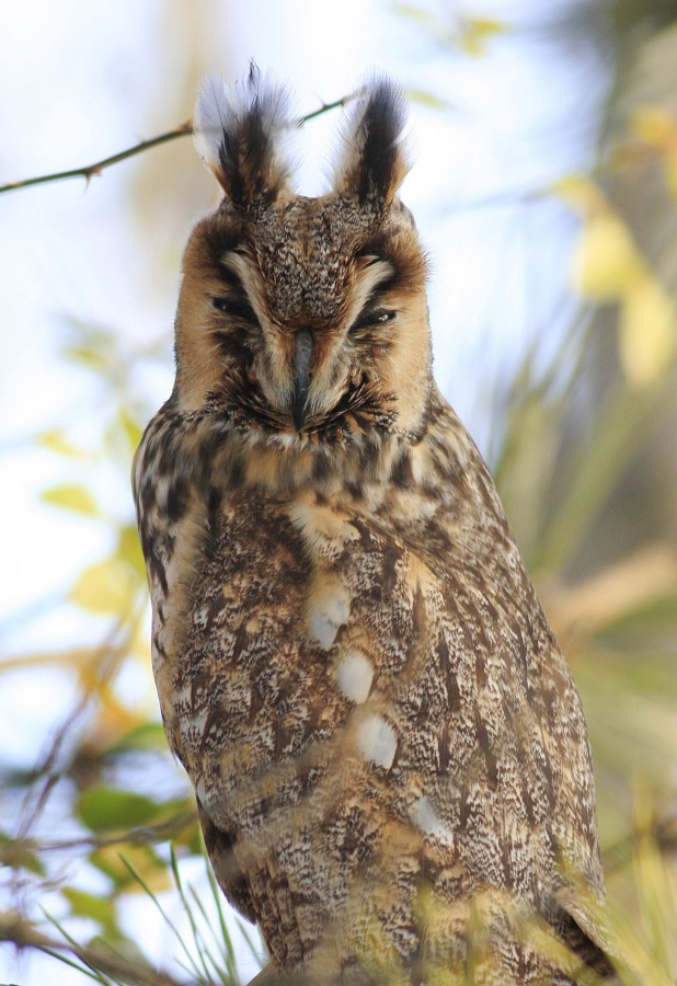 Long-eared Owl