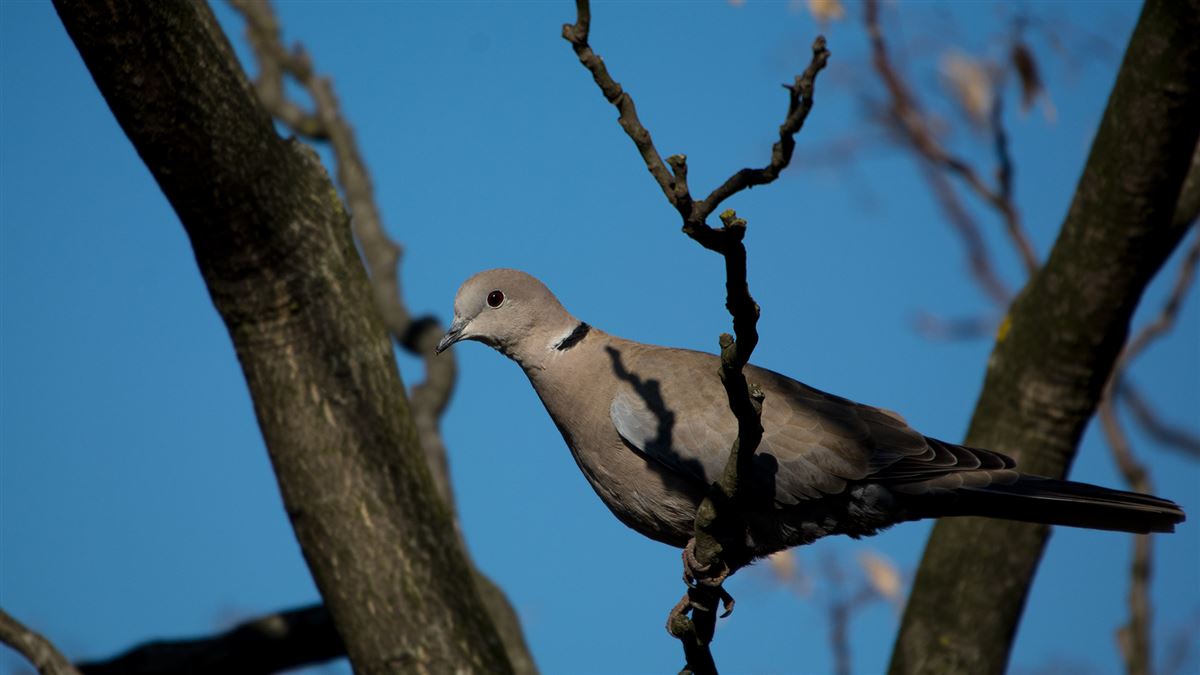 Eurasian Collared Dove