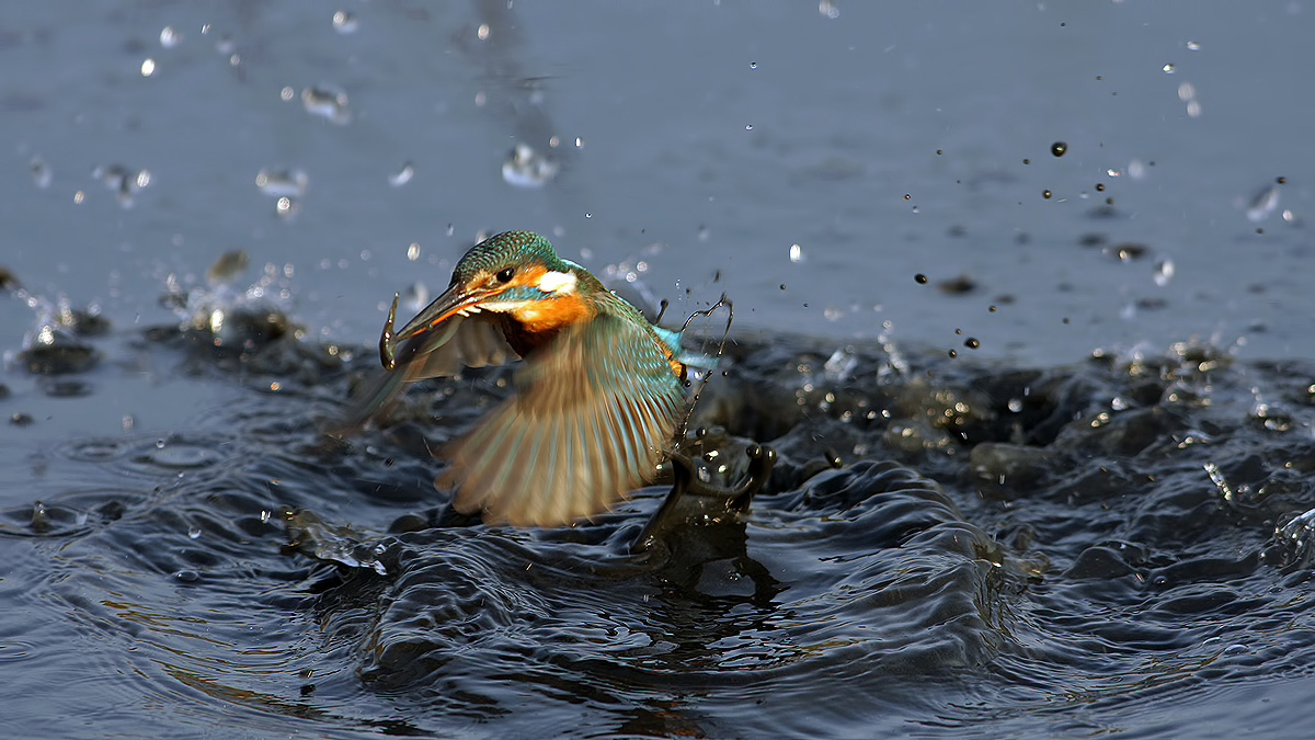 Common Kingfisher