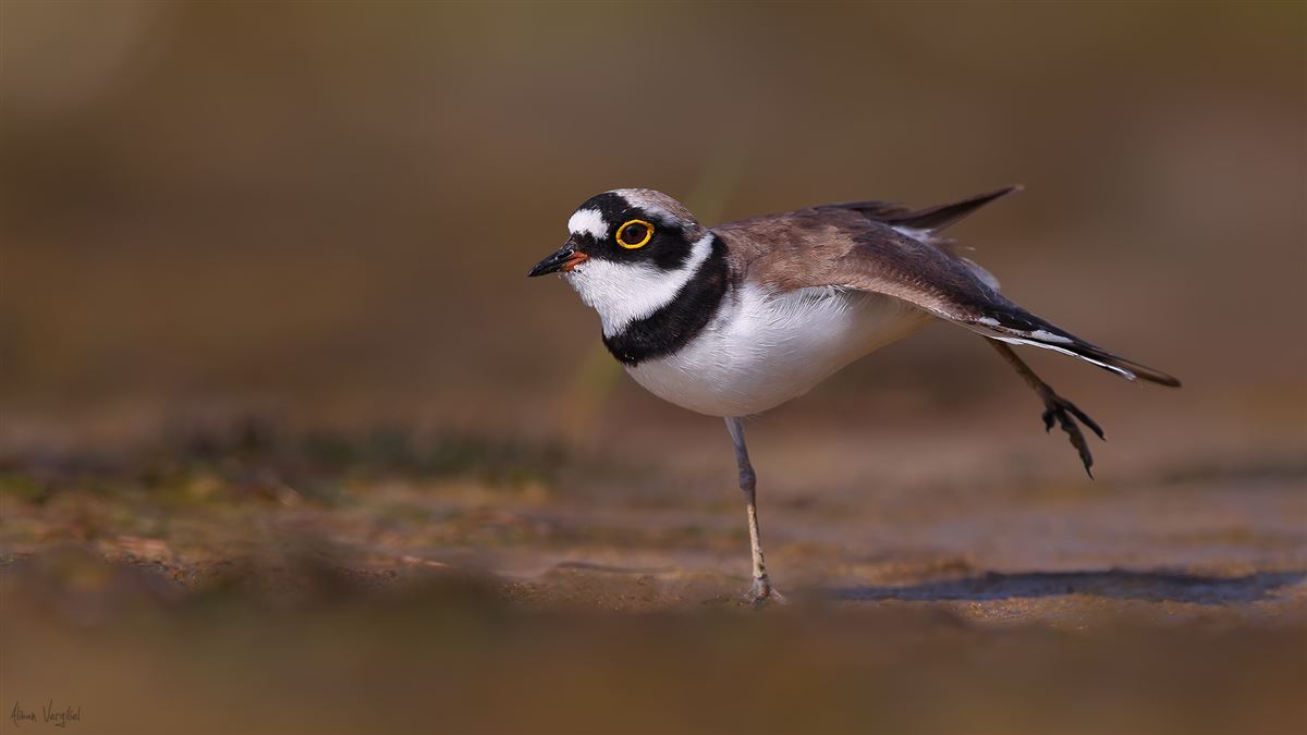 Little Ringed Plover