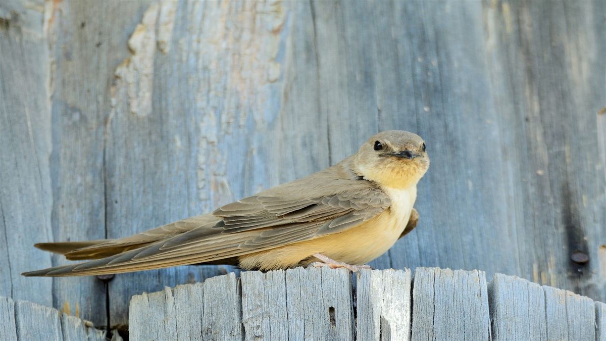 Eurasian Crag Martin